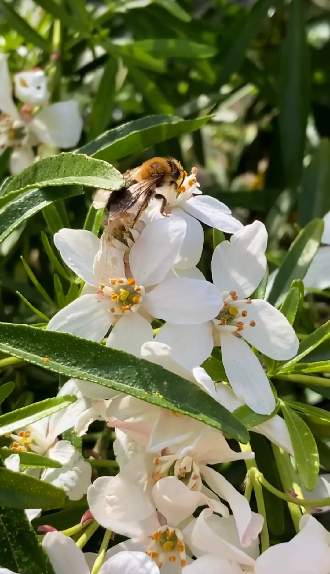 Abeille sur fleurs blanches